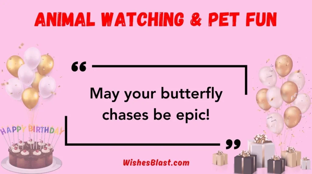 Animal Watching & Pet Fun